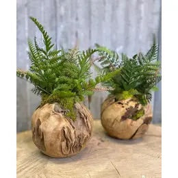 Woodland Fern